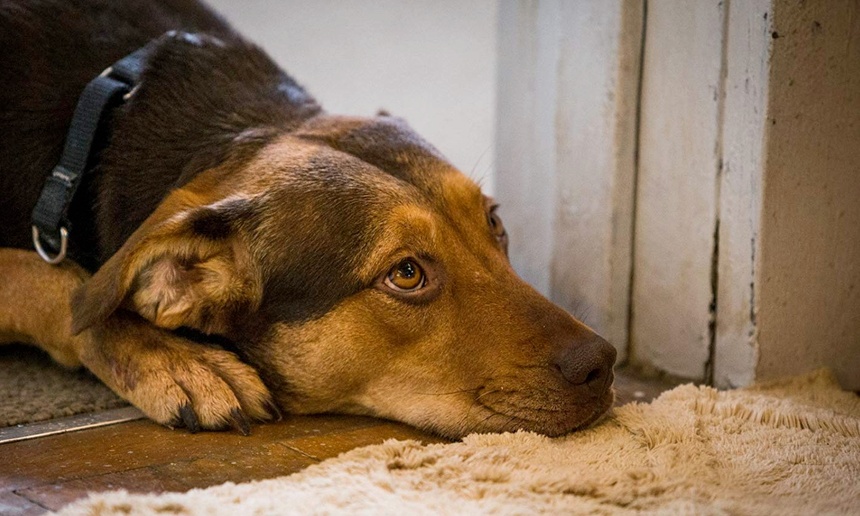 Sorties à la maison : A Dog's Way Home