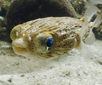 Une scène du film Oceans