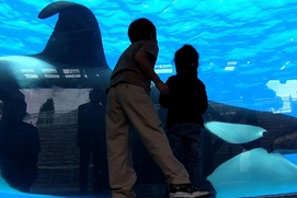 Une scène du film Blackfish
