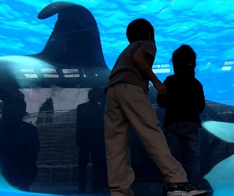 Une scène du film Blackfish