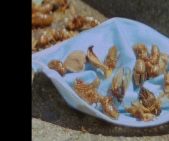 Image du film Chants de l'Est