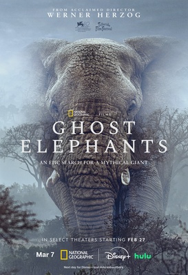 Les derniers éléphants d’Angola