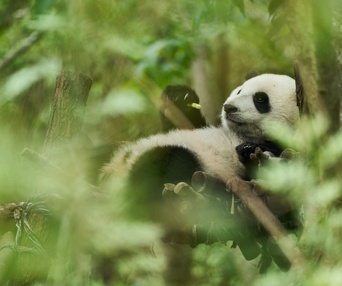 Images du film Moon the Panda